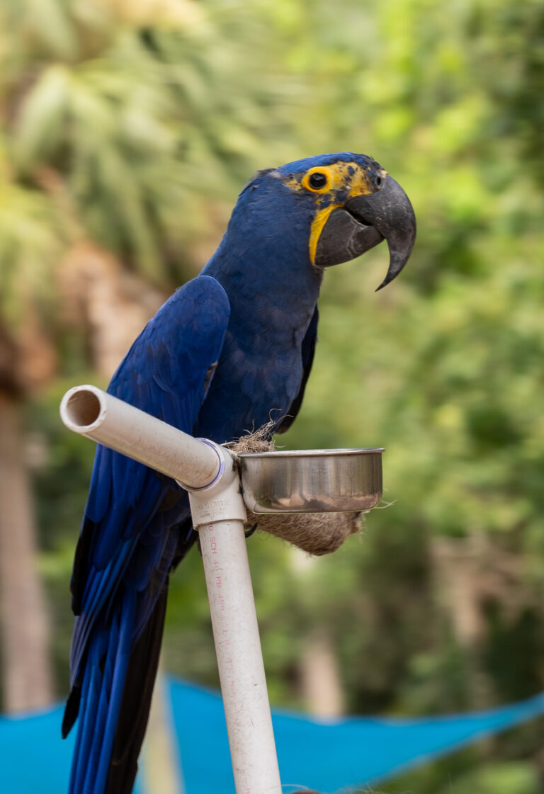 Hyacinth Macaw at the Central Florida Zoo